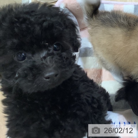 福岡県のトイプードル(トイ) (ペットプラス 香椎浜店/2025年12月5日生まれ/女の子/ブラック)の子犬の3枚目の画像