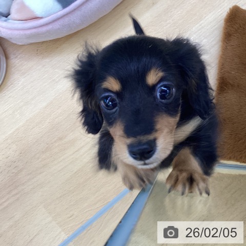 埼玉県のカニンヘンダックスフンド(ロング) (ペットプラス 羽生店/2025年12月4日生まれ/男の子/ブラックタン)の子犬の4枚目の画像