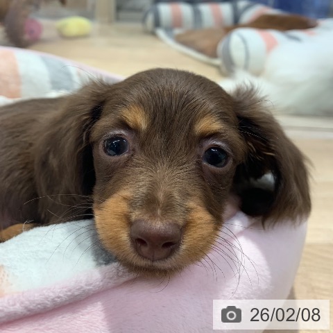 東京都のカニンヘンダックスフンド(ロング) (ペットプラス アクアシティお台場店/2025年12月5日生まれ/男の子/チョコレートタン)の子犬の4枚目の画像