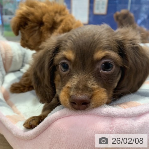 東京都のカニンヘンダックスフンド(ロング) (ペットプラス アクアシティお台場店/2025年12月5日生まれ/男の子/チョコレートタン)の子犬の3枚目の画像