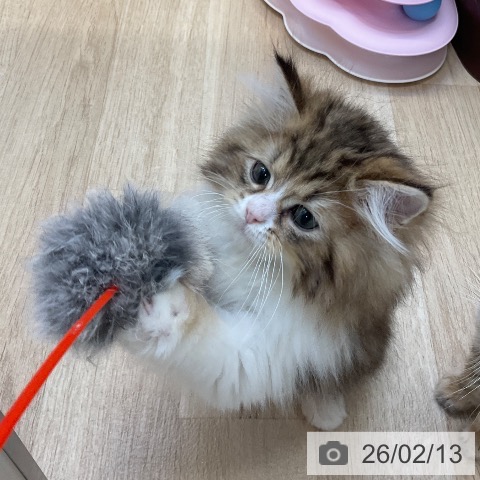 ラガマフィンの写真