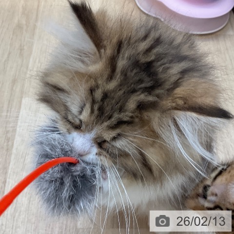 ラガマフィンの写真