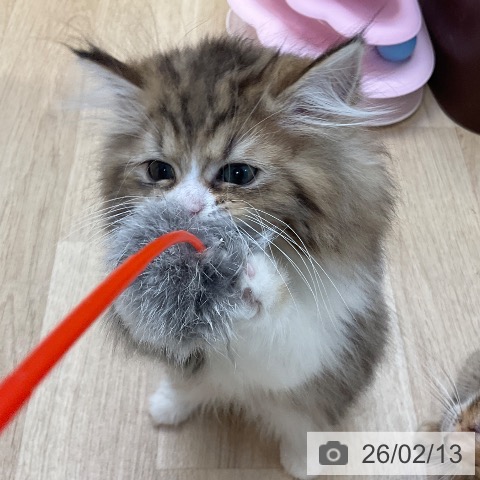 ラガマフィンの写真