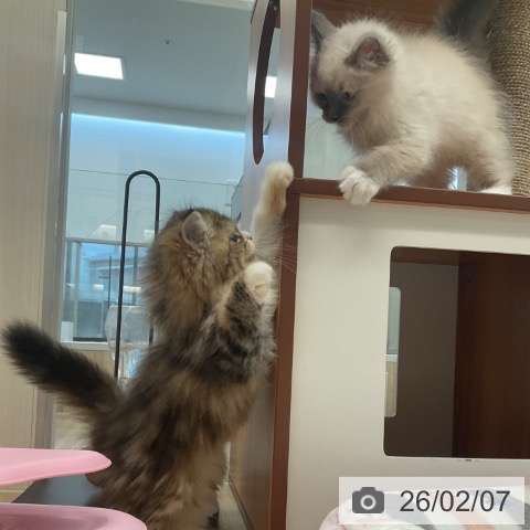 福岡県のラガマフィン (ペットプラス ららぽーと福岡店/2025年11月20日生まれ/男の子/ブラウンタビーホワイト)の子猫の3枚目の画像