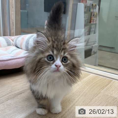 ラガマフィンの写真