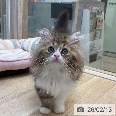 ラガマフィンの写真