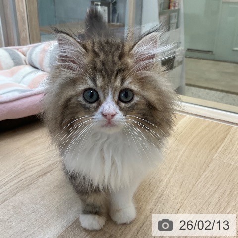 福岡県のラガマフィン (ペットプラス ららぽーと福岡店/2025年11月20日生まれ/男の子/ブラウンタビーホワイト)の子猫の3枚目の画像