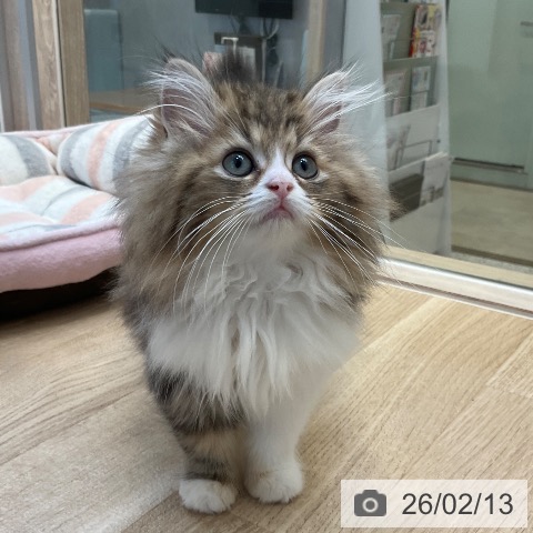 ラガマフィンの写真