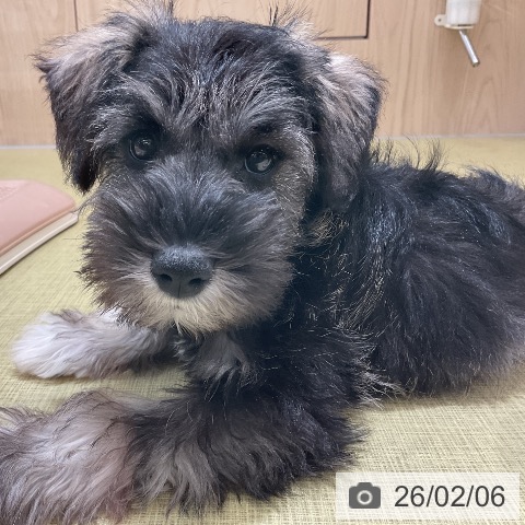 福島県のミニチュアシュナウザー (ペットプラス イオンタウン郡山店/2025年11月30日生まれ/男の子/ソルトペッパー)の子犬の3枚目の画像