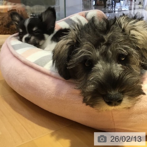 山形県のミニチュアシュナウザー (ペットプラス 天童店/2025年11月30日生まれ/男の子/ソルトペッパー)の子犬の3枚目の画像