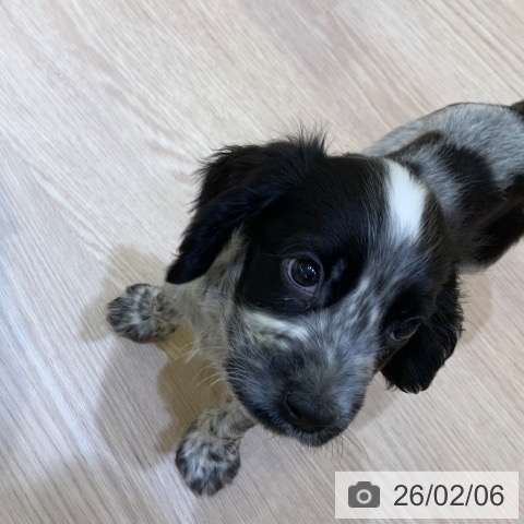 千葉県のイングリッシュコッカースパニエル (ペットプラス 幕張新都心店/2025年12月4日生まれ/男の子/ブルーローン)の子犬の3枚目の画像