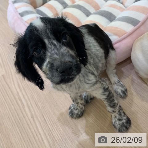 千葉県のイングリッシュコッカースパニエル (ペットプラス 幕張新都心店/2025年12月4日生まれ/男の子/ブルーローン)の子犬の3枚目の画像