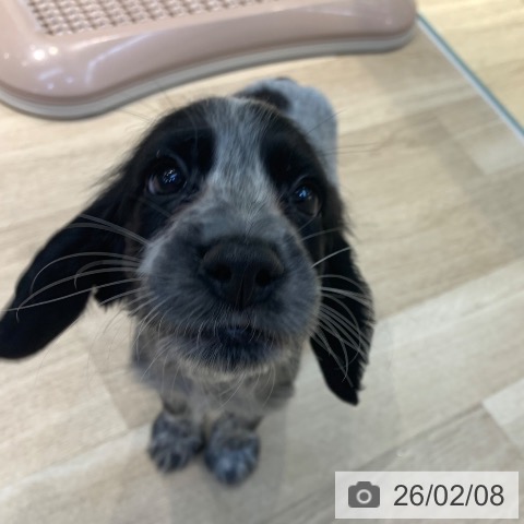 東京都のイングリッシュコッカースパニエル (ペットプラス アクアシティお台場店/2025年12月4日生まれ/女の子/ブルーローン)の子犬の4枚目の画像