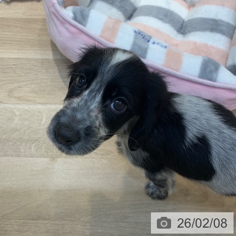 東京都のイングリッシュコッカースパニエル (ペットプラス アクアシティお台場店/2025年12月4日生まれ/女の子/ブルーローン)の子犬の3枚目の画像