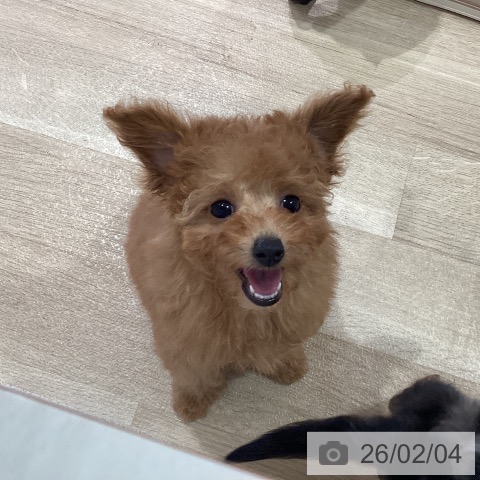 神奈川県のトイプードル(トイ) (ペットプラス ゆめが丘ソラトス店/2025年11月29日生まれ/女の子/レッド)の子犬の4枚目の画像