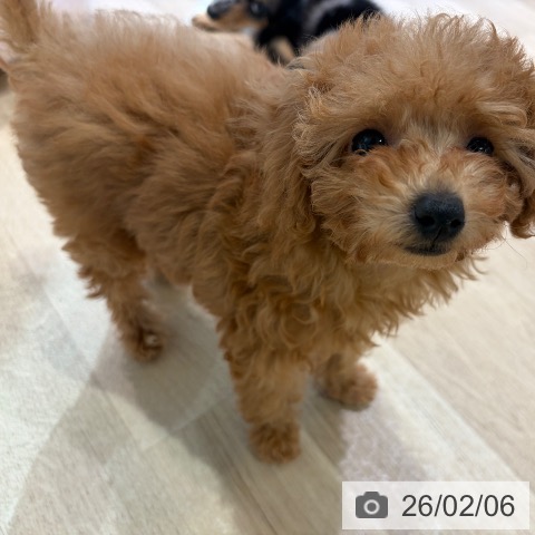 神奈川県のトイプードル(トイ) (ペットプラス ゆめが丘ソラトス店/2025年11月29日生まれ/女の子/レッド)の子犬の3枚目の画像