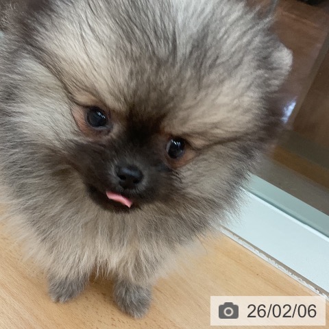 千葉県のポメラニアン (ペットプラス 成田店/2025年12月4日生まれ/男の子/ウルフセーブル)の子犬の4枚目の画像