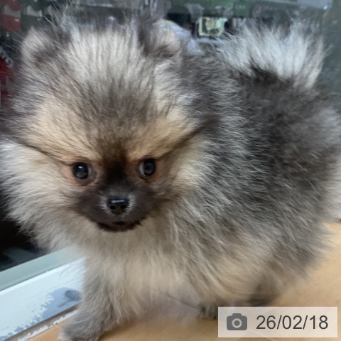 千葉県のポメラニアン (ペットプラス 成田店/2025年12月4日生まれ/男の子/ウルフセーブル)の子犬の4枚目の画像