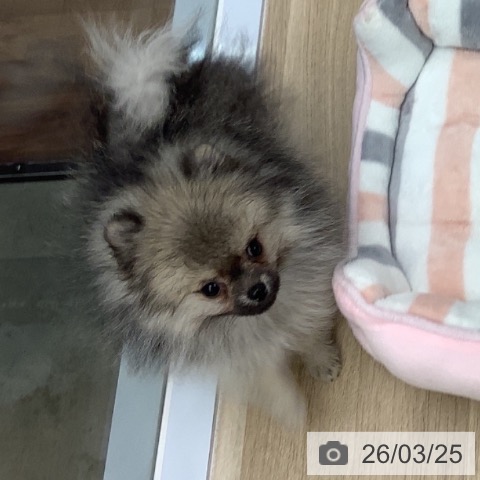千葉県のポメラニアン (ペットプラス 船橋店/2025年12月4日生まれ/男の子/ウルフセーブル)の子犬の4枚目の画像