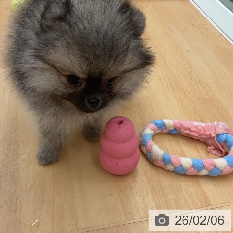 千葉県のポメラニアン (ペットプラス 成田店/2025年12月4日生まれ/男の子/ウルフセーブル)の子犬の3枚目の画像