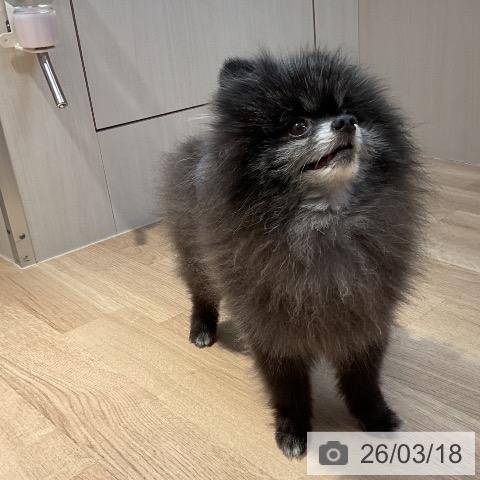 ポメラニアンの写真