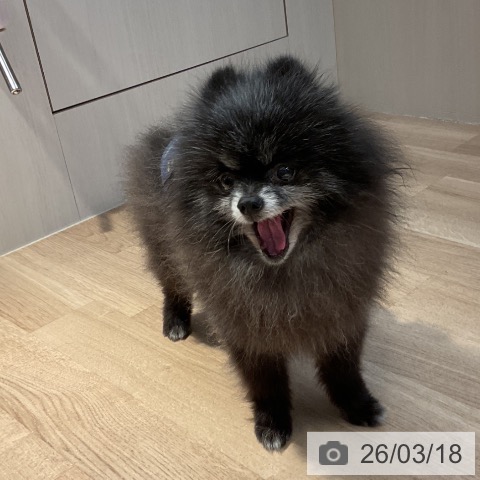 ポメラニアンの写真