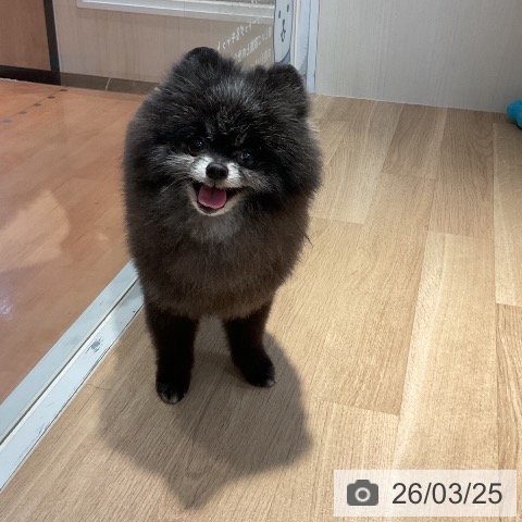 ポメラニアンの写真