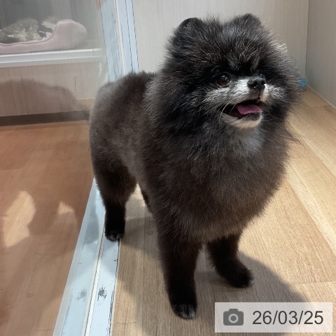 ポメラニアンの写真