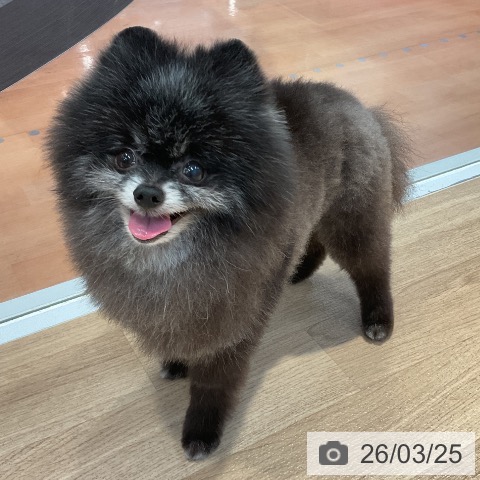 ポメラニアンの写真