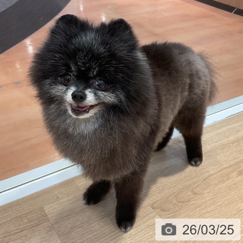 ポメラニアンの写真