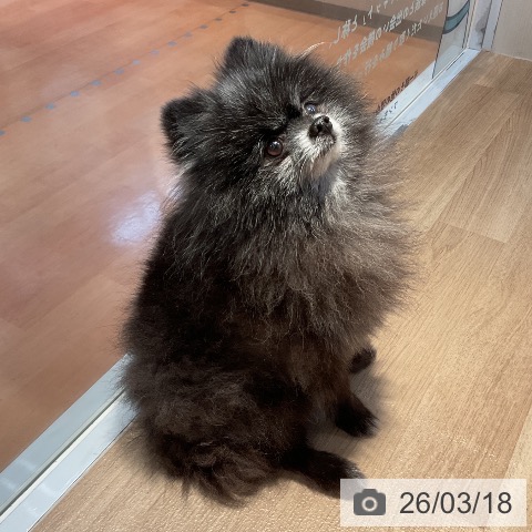 ポメラニアンの写真