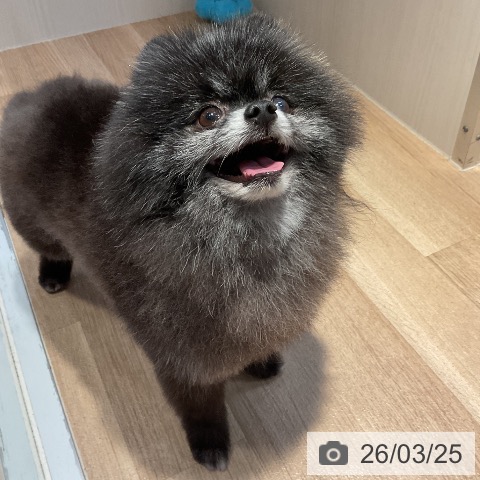 ポメラニアンの写真