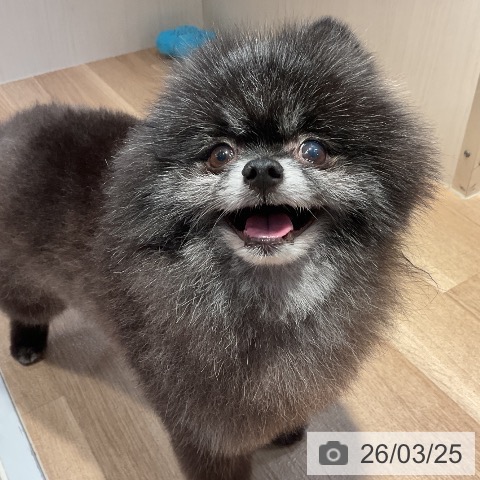 ポメラニアンの写真