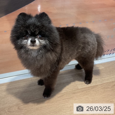 ポメラニアンの写真
