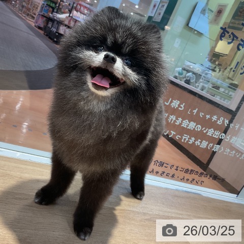 ポメラニアンの写真
