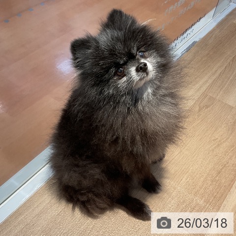 ポメラニアンの写真