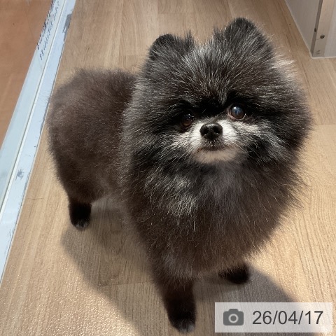 ポメラニアンの写真