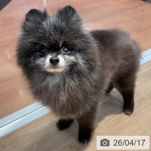 ポメラニアンの写真