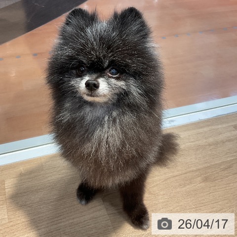 ポメラニアンの写真