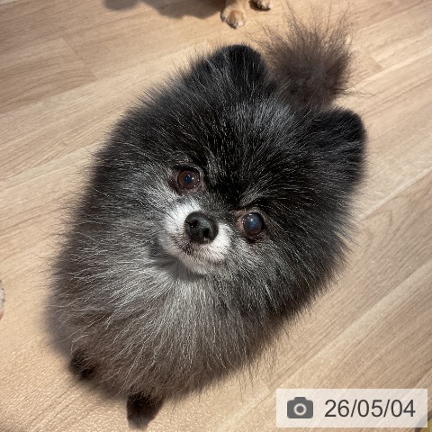 ポメラニアンの写真