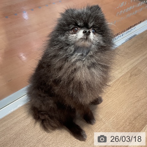 ポメラニアンの写真