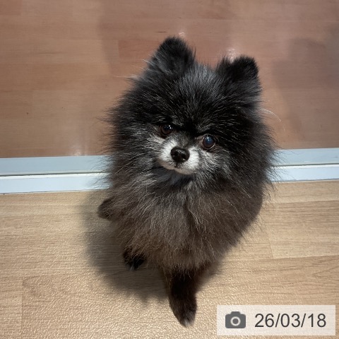 ポメラニアンの写真