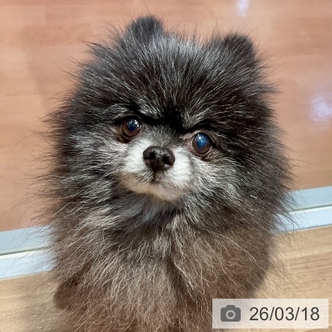 ポメラニアンの写真