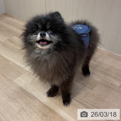 ポメラニアンの写真