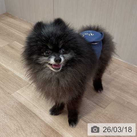 ポメラニアンの写真