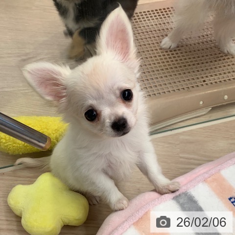 千葉県のチワワ(ロング) (ペットプラス 幕張新都心店/2025年12月1日生まれ/女の子/ホワイトクリーム)の子犬の3枚目の画像