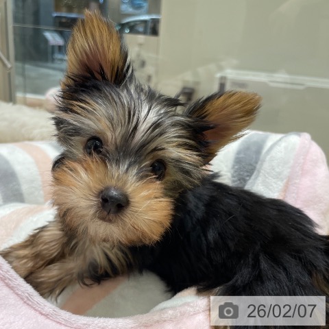 ヨークシャー・テリアの写真