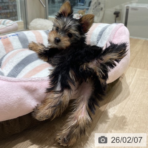 ヨークシャー・テリアの写真