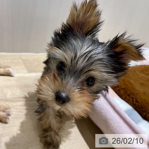 長野県のヨークシャーテリア (ペットプラス 須坂店/2025年12月4日生まれ/男の子/スチールブルータン)の子犬の4枚目の画像