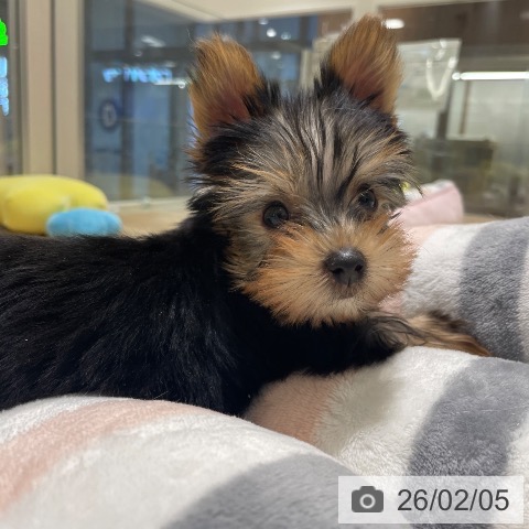 長野県のヨークシャーテリア (ペットプラス 須坂店/2025年12月4日生まれ/男の子/スチールブルータン)の子犬の3枚目の画像